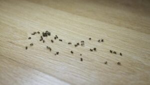 Myrer FAQ - Døde myrer