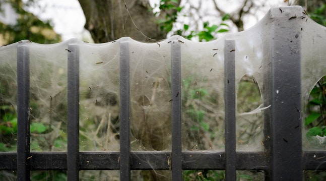 Edderkop bekæmpelse - Spindelvæv på møbler og hegn